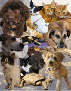 Pet Coworkers